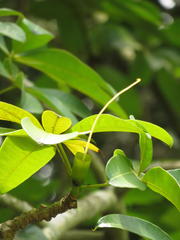 Pseudobombax ellipticum