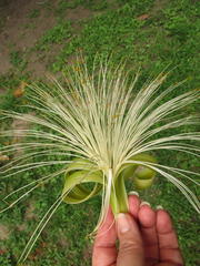 Pseudobombax ellipticum