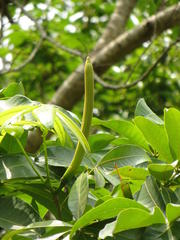 Pseudobombax ellipticum