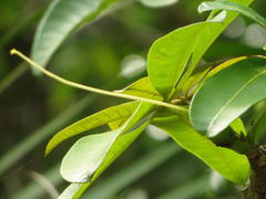 Pseudobombax ellipticum