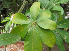 Pseudobombax ellipticum