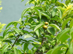 Strychnos angustiflora