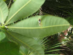 Pseudobombax ellipticum