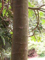 Pseudobombax ellipticum