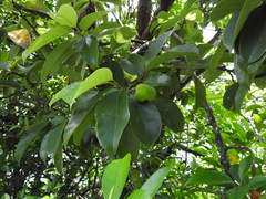 Artocarpus hypargyreus