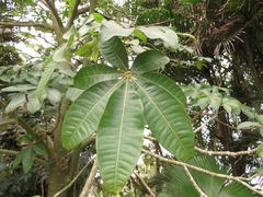 Pseudobombax ellipticum