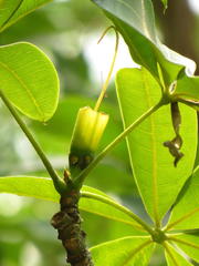 Pseudobombax ellipticum