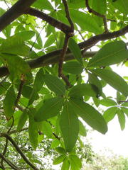 Pseudobombax ellipticum