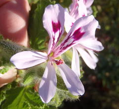 Pelargonium panduriforme