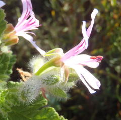 Pelargonium panduriforme