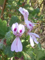 Pelargonium panduriforme