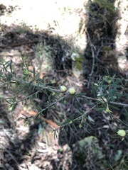 Pultenaea pedunculata