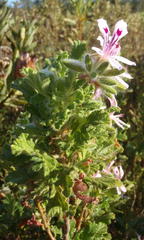 Pelargonium panduriforme