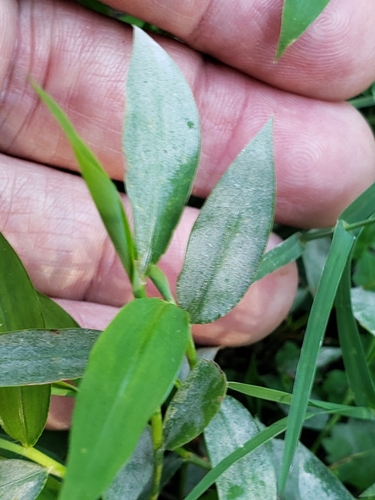 Microstegium vimineum iNat (2)