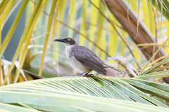 Cinclocerthia gutturalis macrorhyncha