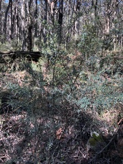 Pultenaea pedunculata