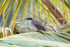 Cinclocerthia gutturalis macrorhyncha