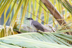Cinclocerthia gutturalis macrorhyncha
