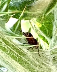 Pseudomethoca contumax