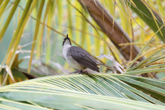 Cinclocerthia gutturalis macrorhyncha