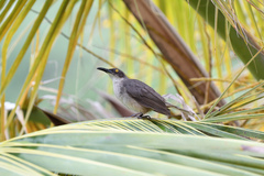 Cinclocerthia gutturalis macrorhyncha