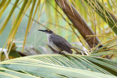 Cinclocerthia gutturalis macrorhyncha
