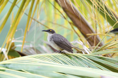 Cinclocerthia gutturalis macrorhyncha