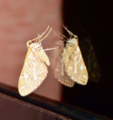 Stamnodes penguinifera