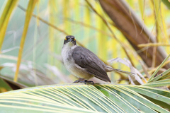 Cinclocerthia gutturalis macrorhyncha