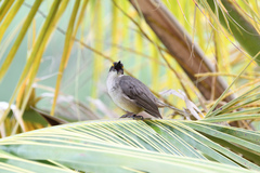 Cinclocerthia gutturalis macrorhyncha