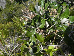 Olearia allomii