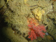 Melithaea rubra