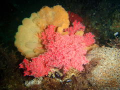 Melithaea rubra