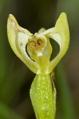 Disperis villosa
