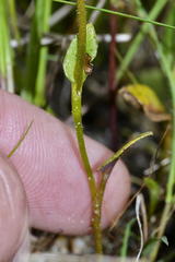 Disperis villosa