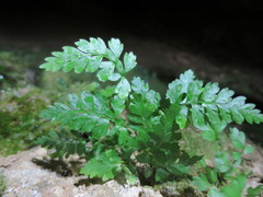 Asplenium cimmeriorum