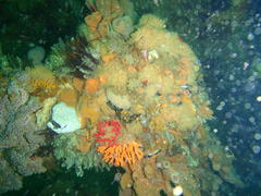 Melithaea rubra
