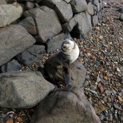 Arctocephalus tropicalis