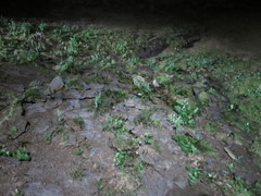 Asplenium cimmeriorum