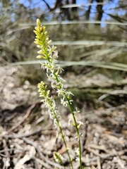 Stackhousia aspericocca