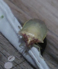 Pentatomidae