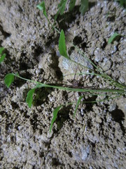 Asplenium lepidotum