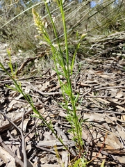 Stackhousia aspericocca