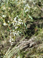 Logania recurva