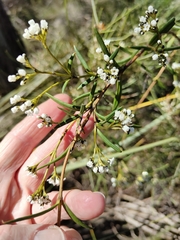 Logania recurva