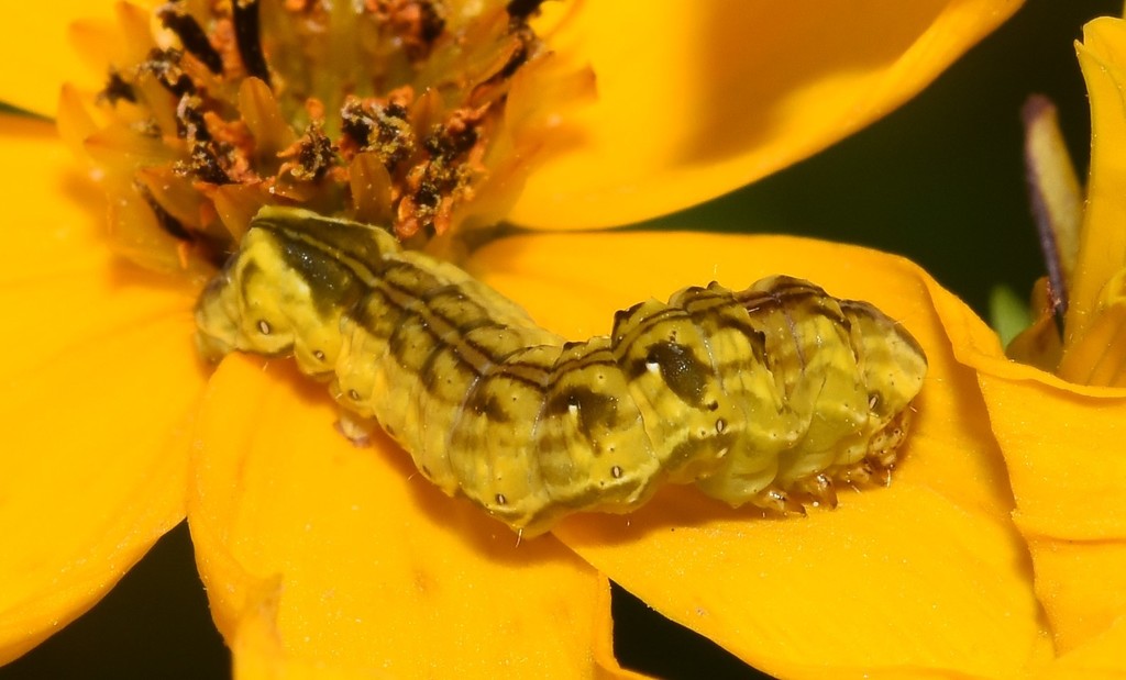 Goldenrod stowaway
