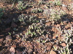 Cephalophyllum curtophyllum