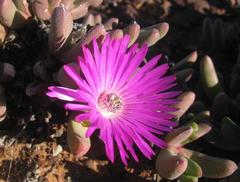 Cephalophyllum curtophyllum