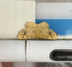 Exangerona prattiaria