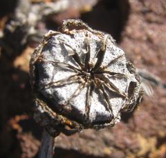 Cephalophyllum curtophyllum